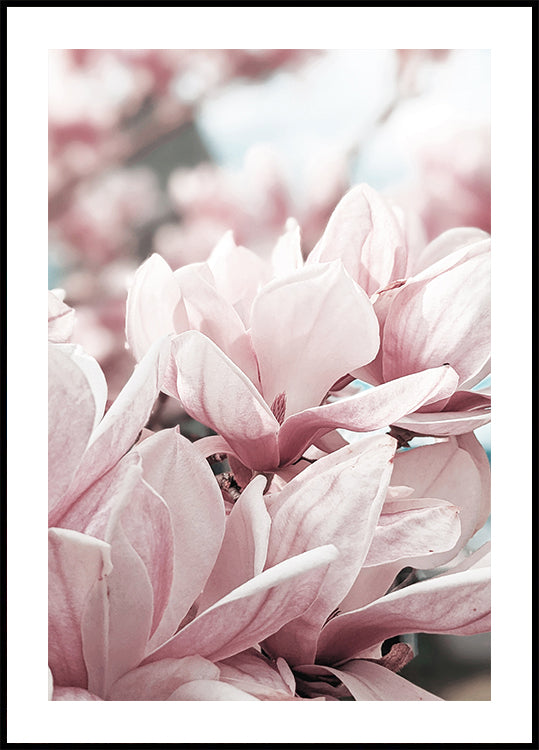 Magnolia Blossom Poster - Posterbox.dk