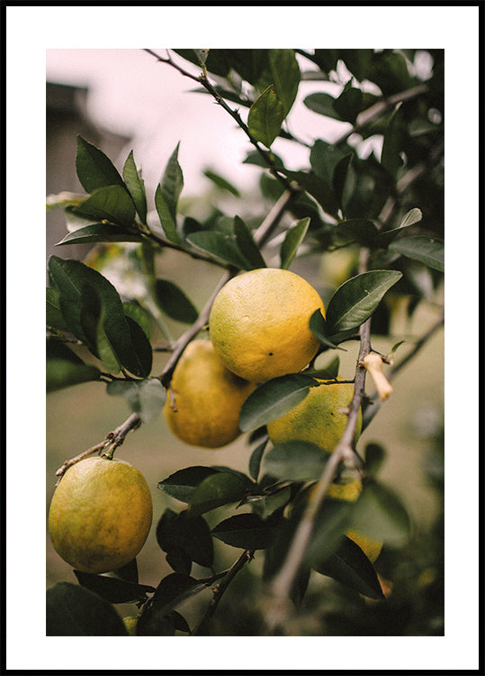 Lemons Tree Poster - Posterbox.dk