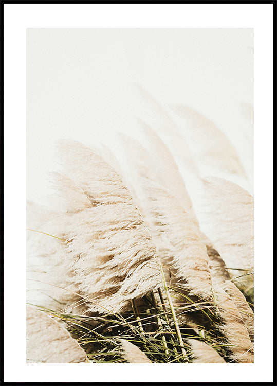 Pampas Grass Poster - Posterbox.dk