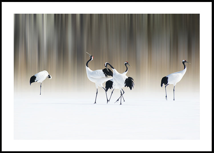 Red-crested white cranes Poster