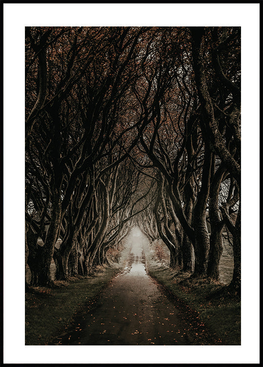 Road Through The Dark Hedges Poster - Posterbox.dk