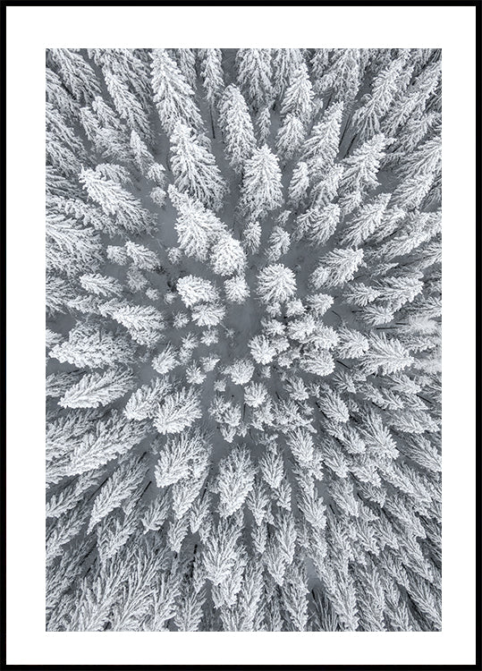Snow Forest Aerial Poster - Posterbox.dk