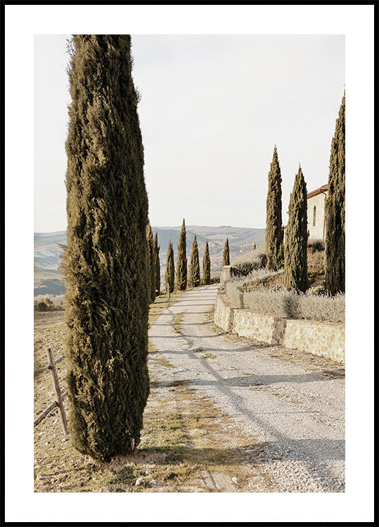 Tuscan Cypress Street Poster - Posterbox.dk