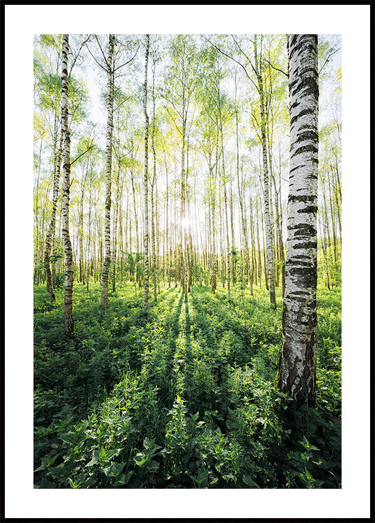 Birch Grove vertical