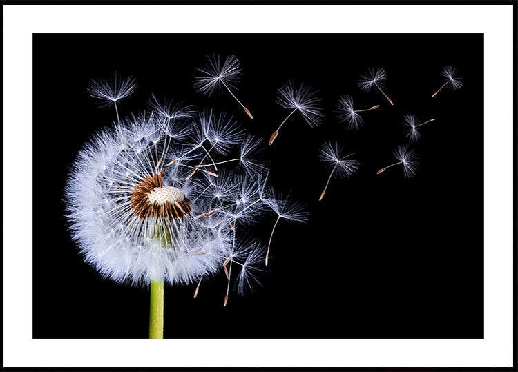 Dandelion Blowing Poster