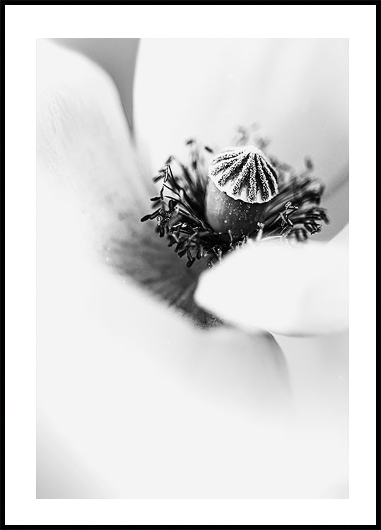 White Tulip Poster - Posterbox.dk