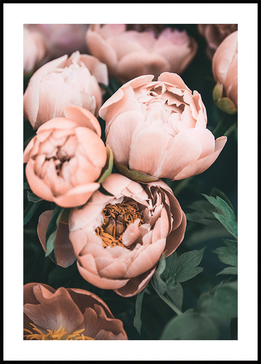 Coral Peonies