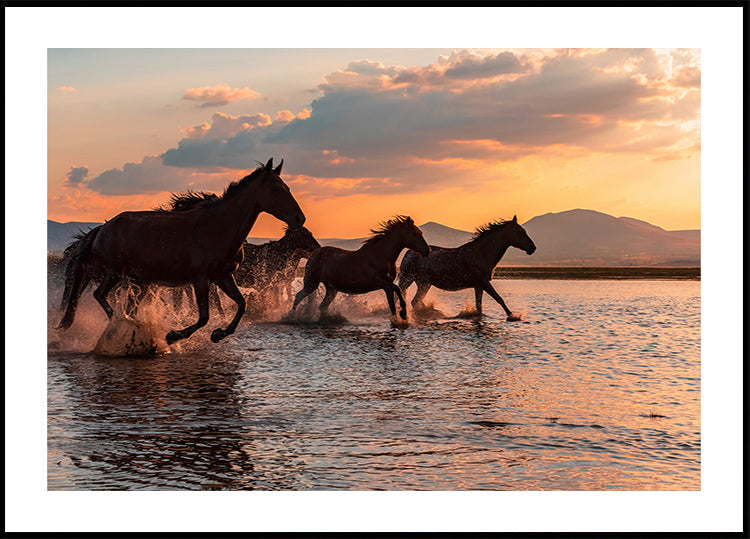 WATER HORSES Poster