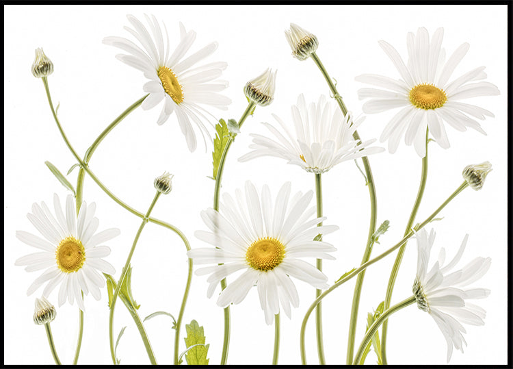 Ox eye Daisies Poster