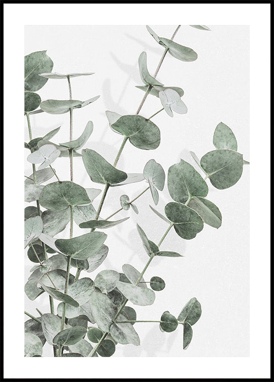 Eucalyptus No.2 Poster