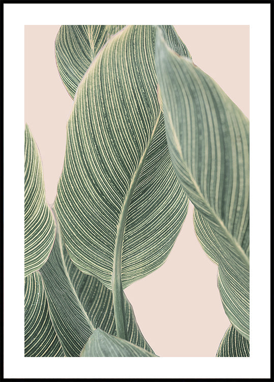 Calla Leaf