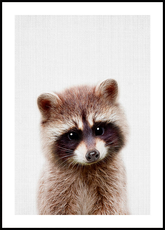 Peekaboo Raccoon Poster