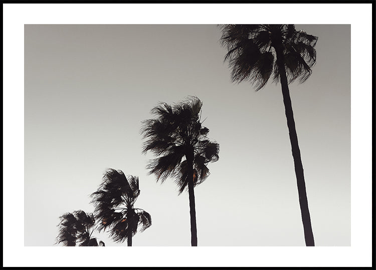 Palm_004