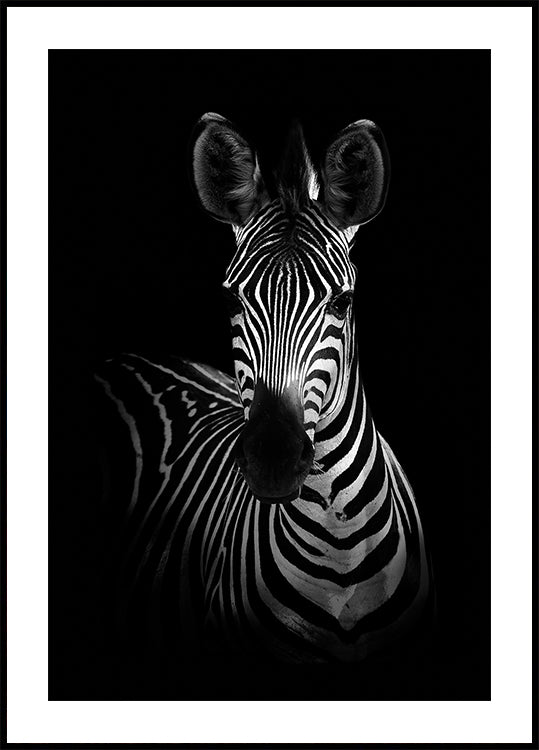 The Zebra Poster