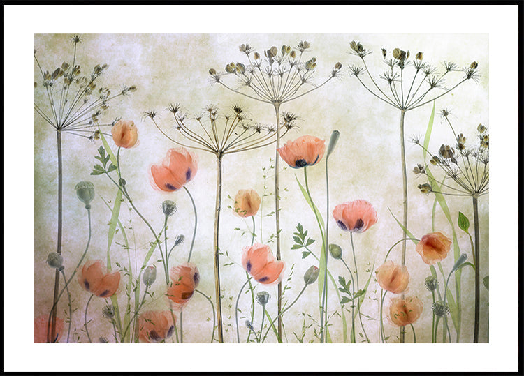 Poppy Meadow