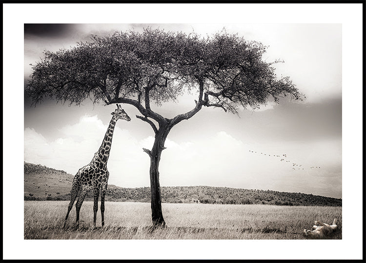 under the African sun Poster