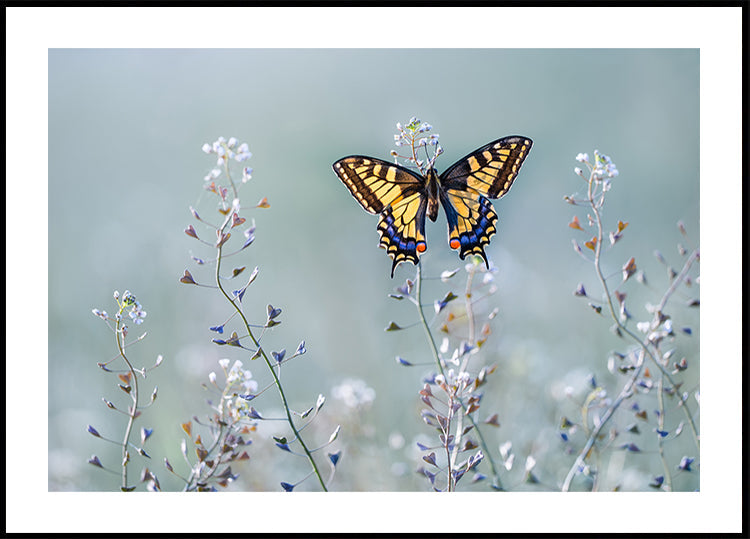 Swallowtail beauty