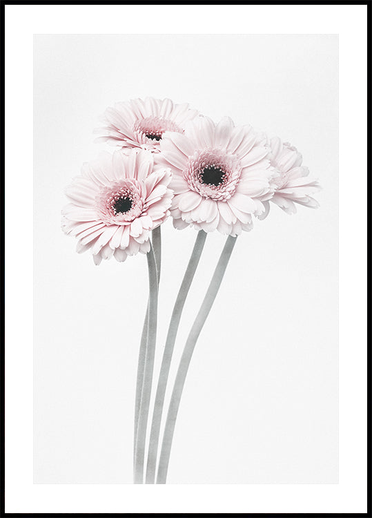 Pink Flowers Poster