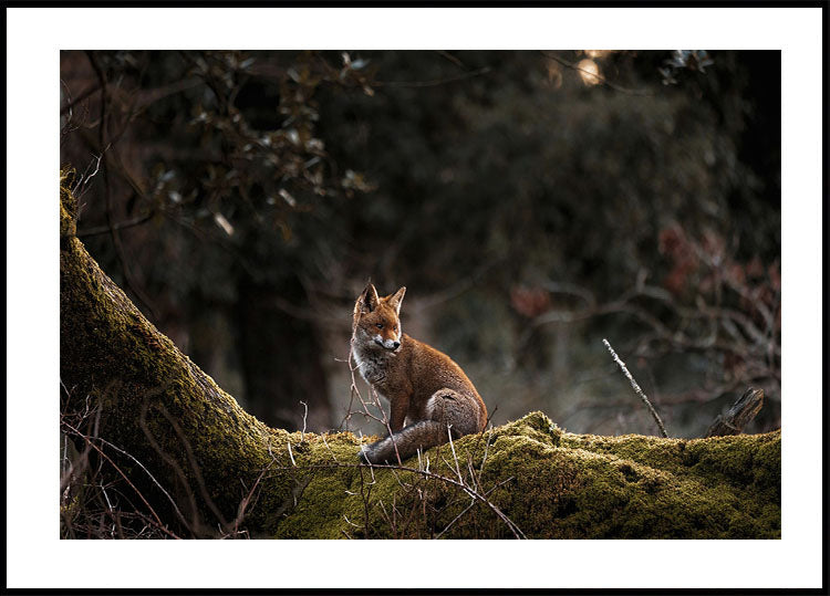 Fox in The Forest Poster - Posterbox.dk