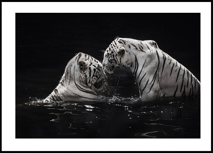 White Tigers in The Water Poster - Posterbox.dk