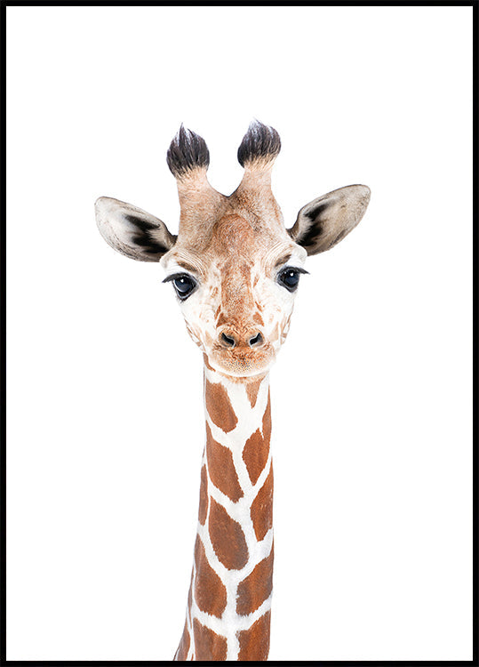 Baby Giraffe Poster