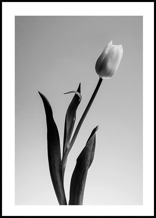 Serendipity Poster - Posterbox.dk