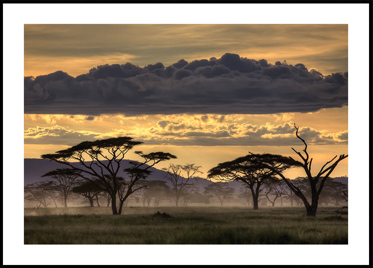 Good evening Tanzania