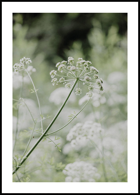 White Wildflowers in a Soft Green Meadow Poster - Posterbox.dk