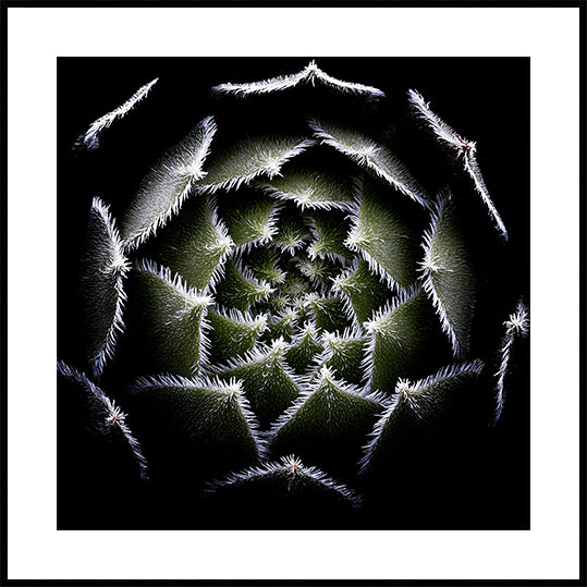 Sempervivum Rosette Poster