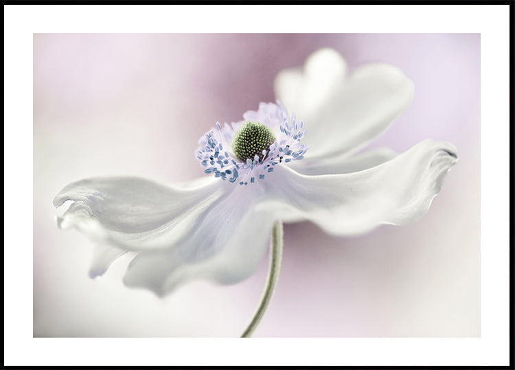 Anemone breeze Poster