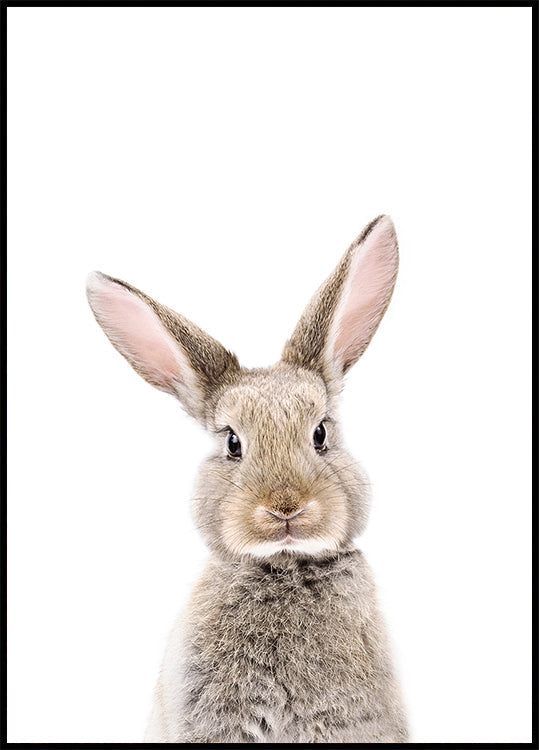 Baby Rabbit Poster