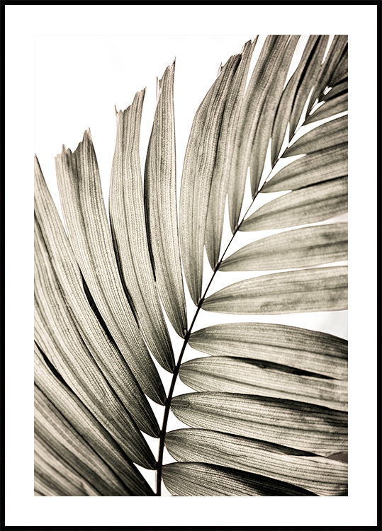 Palm Leaves 22