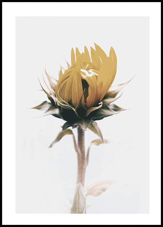 Yellow Sunflower Poster - Posterbox.dk