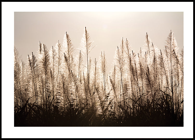 Sugar Cane Plumes At Sunset Poster - Posterbox.dk