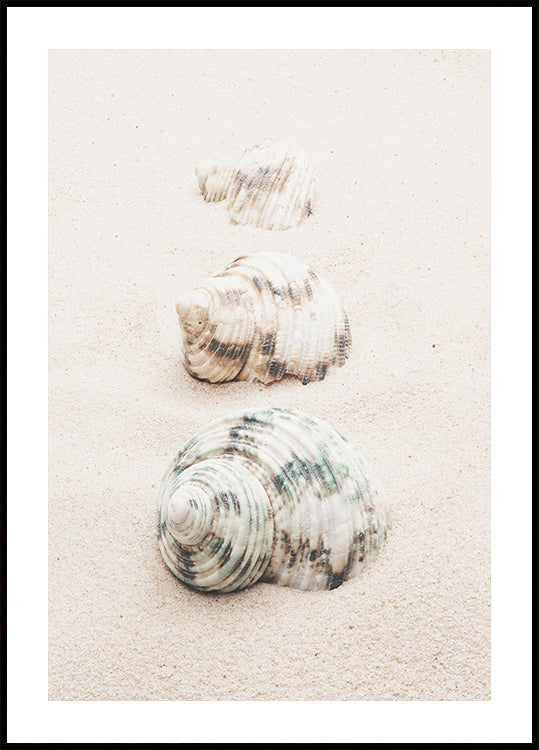 Shells