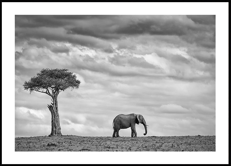 Elephant Landscape