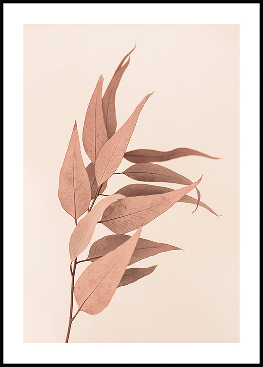 Dried Eucalyptus