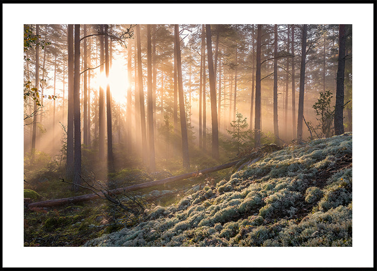 Fog in the forest with white moss in the foreground Poster