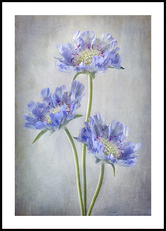 Scabiosa Poster