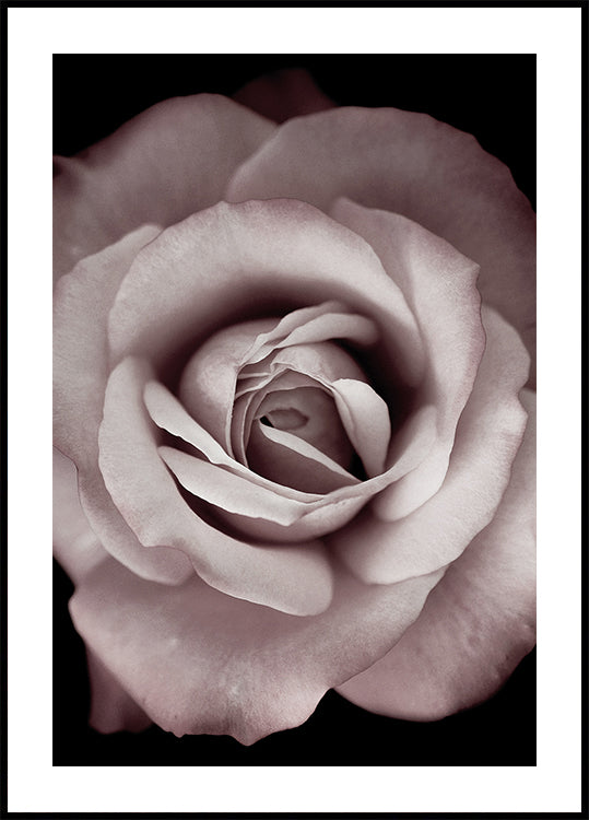 Pink Rose Poster - Posterbox.dk