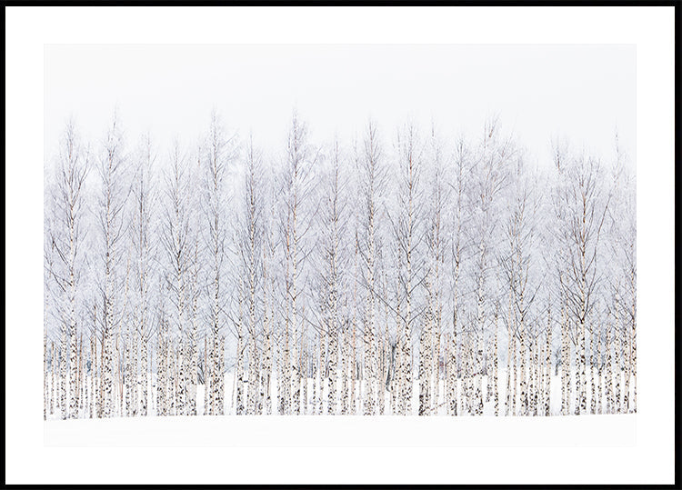 Winter birch Poster