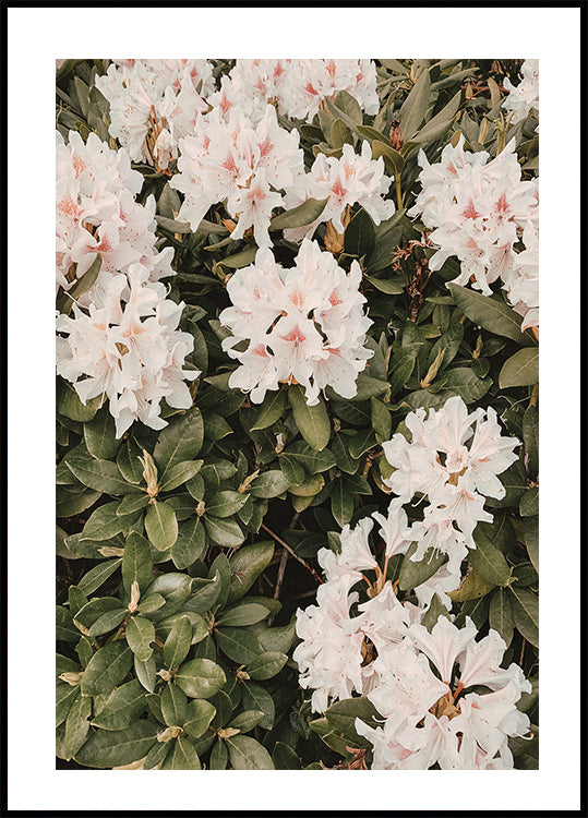 Hibiscus Poster - Posterbox.dk