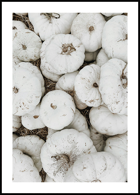 White Pumpkins Harvest Poster - Posterbox.dk
