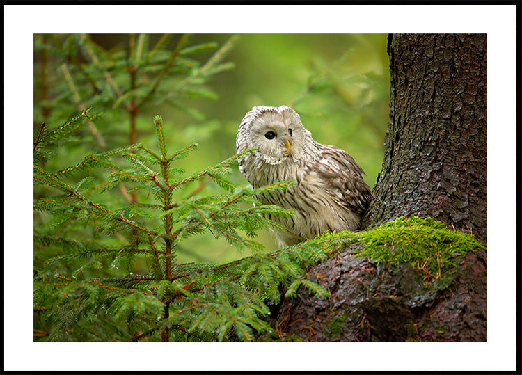 Ural Owl Poster