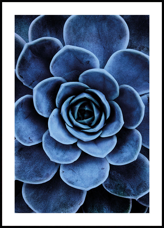 Blue Succulent Poster - Posterbox.dk