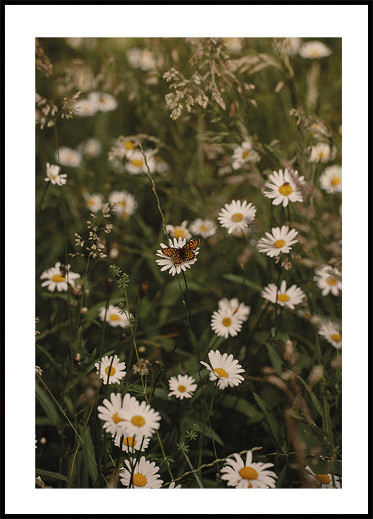 Chamomile and Butterfly Poster - Posterbox.dk