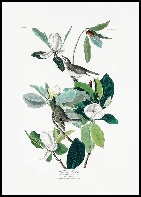 Warbling Flycatcher From Birds of America (1827) Poster