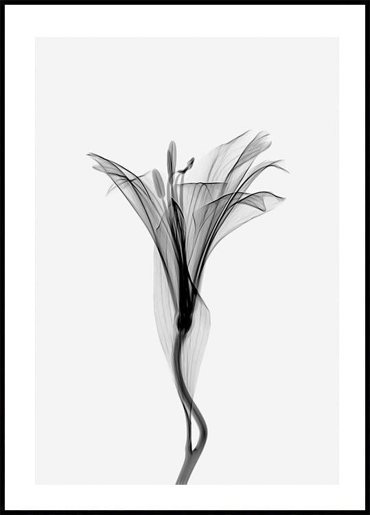 Graceful Lily Poster - Posterbox.dk
