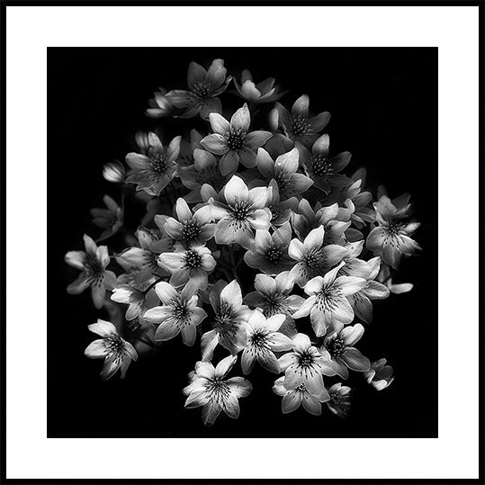 Early Sensation Poster