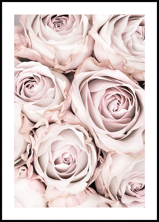 Pink Roses No 01